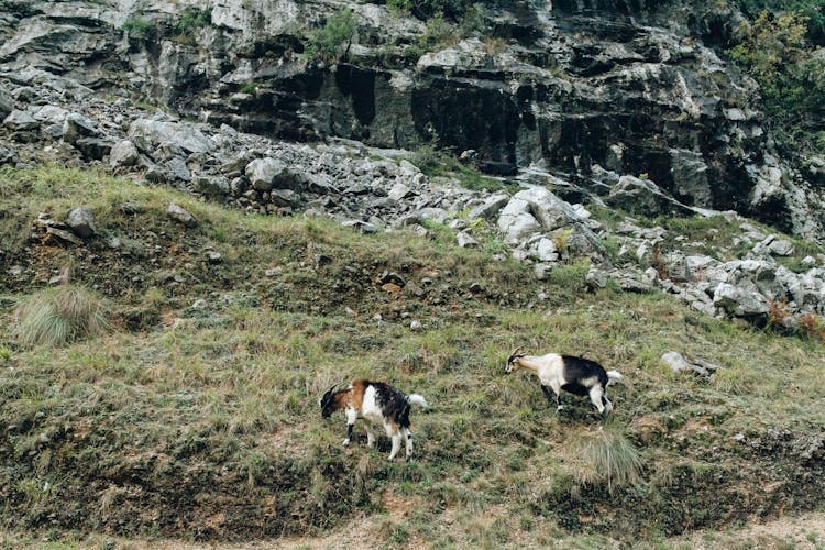 Goats Eating On Grass Field