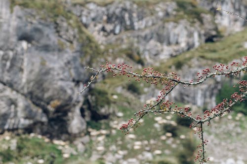 Gratis lagerfoto af blomsterknopper, blomstrende, grene