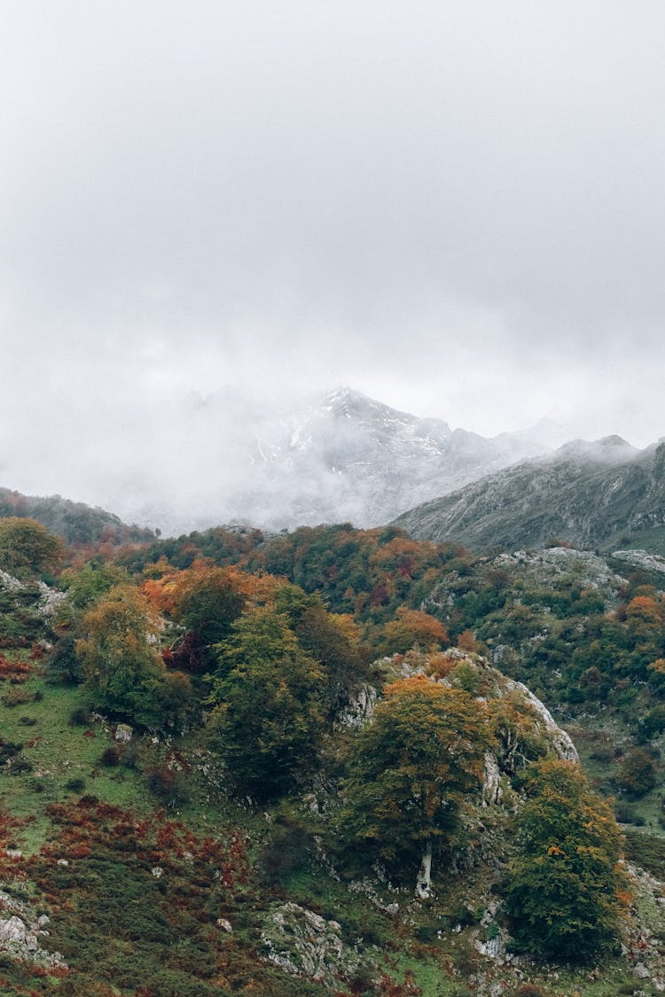 Aerial View Of Trees On Mountain