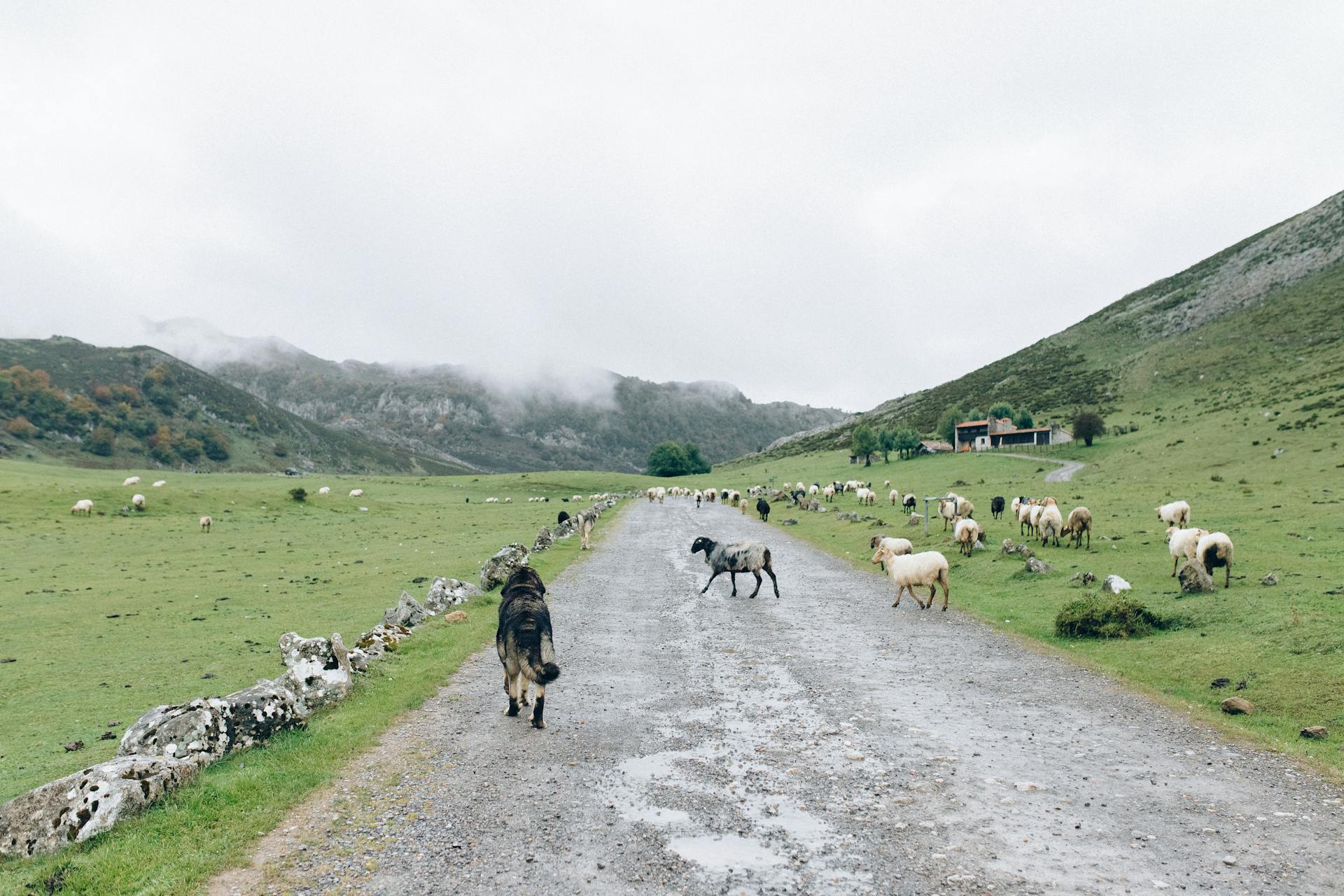 Herd of Sheep on Gray Dirt Road