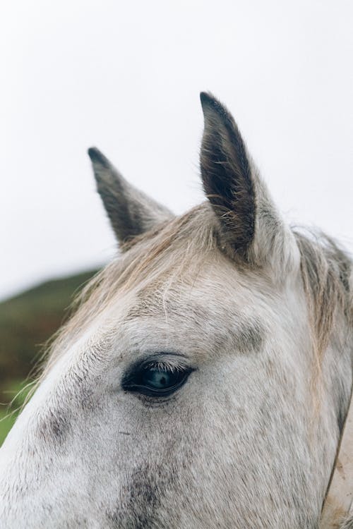 Foto profissional grátis de animal, cabeça de cavalo, cavalo branco