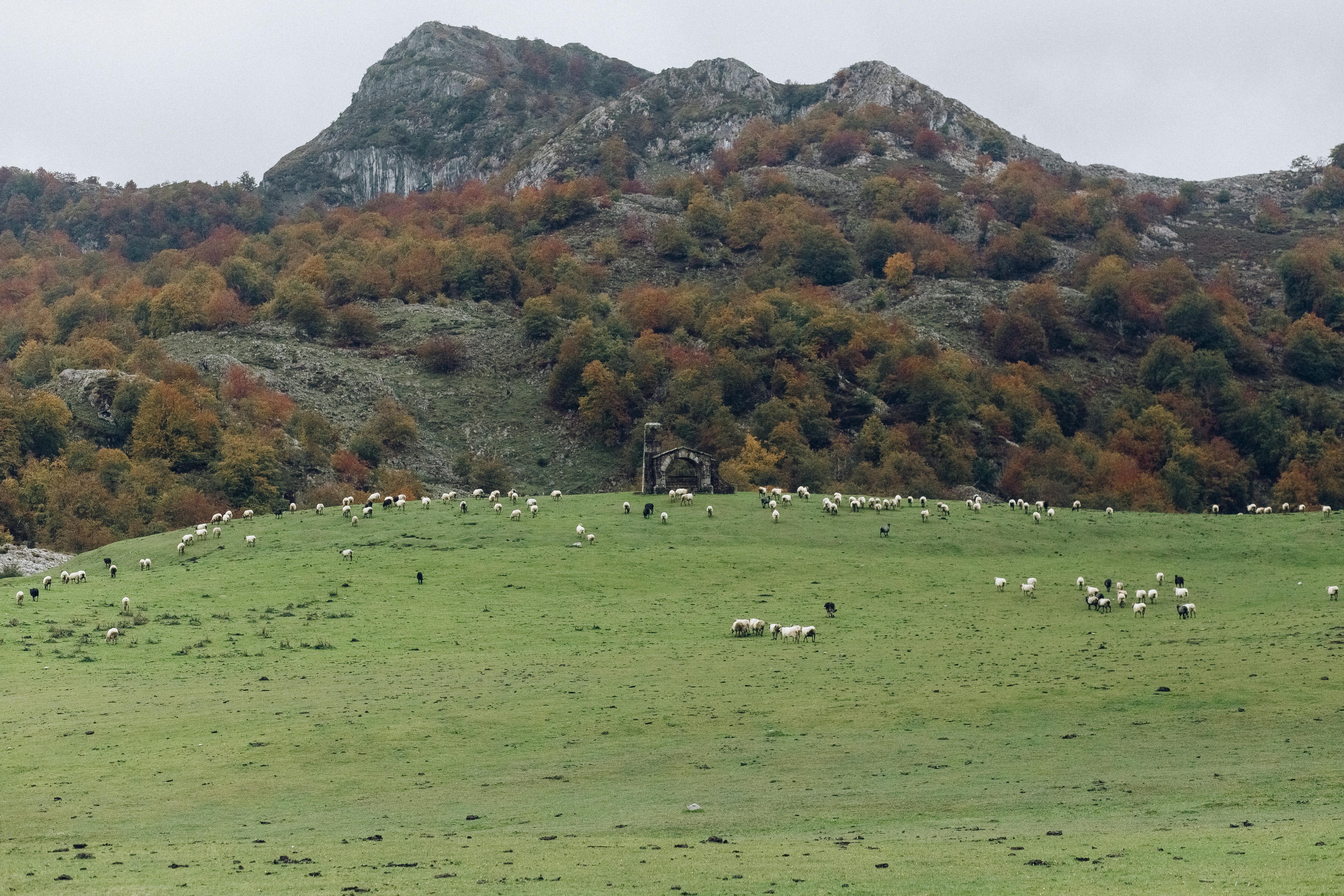 山间郁郁葱葱的绿色牧场上，一群绵羊正在吃草，构成一幅田园诗般的风景