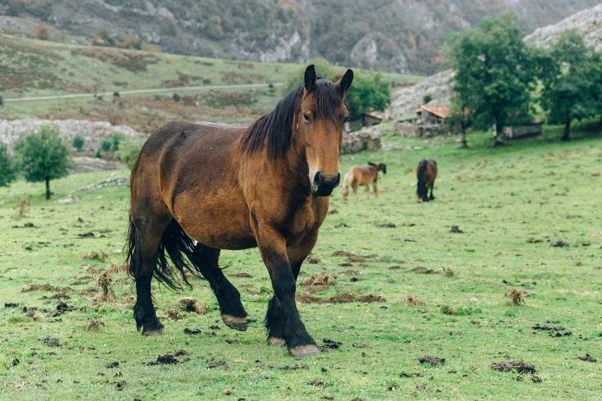 Majestic Ardennais horse grazing in a lush green pasture with mountains in the background.