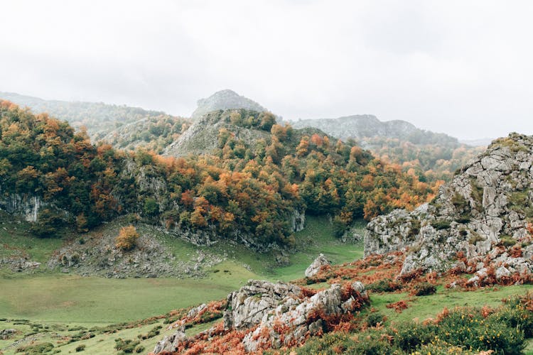 Trees On Mountain