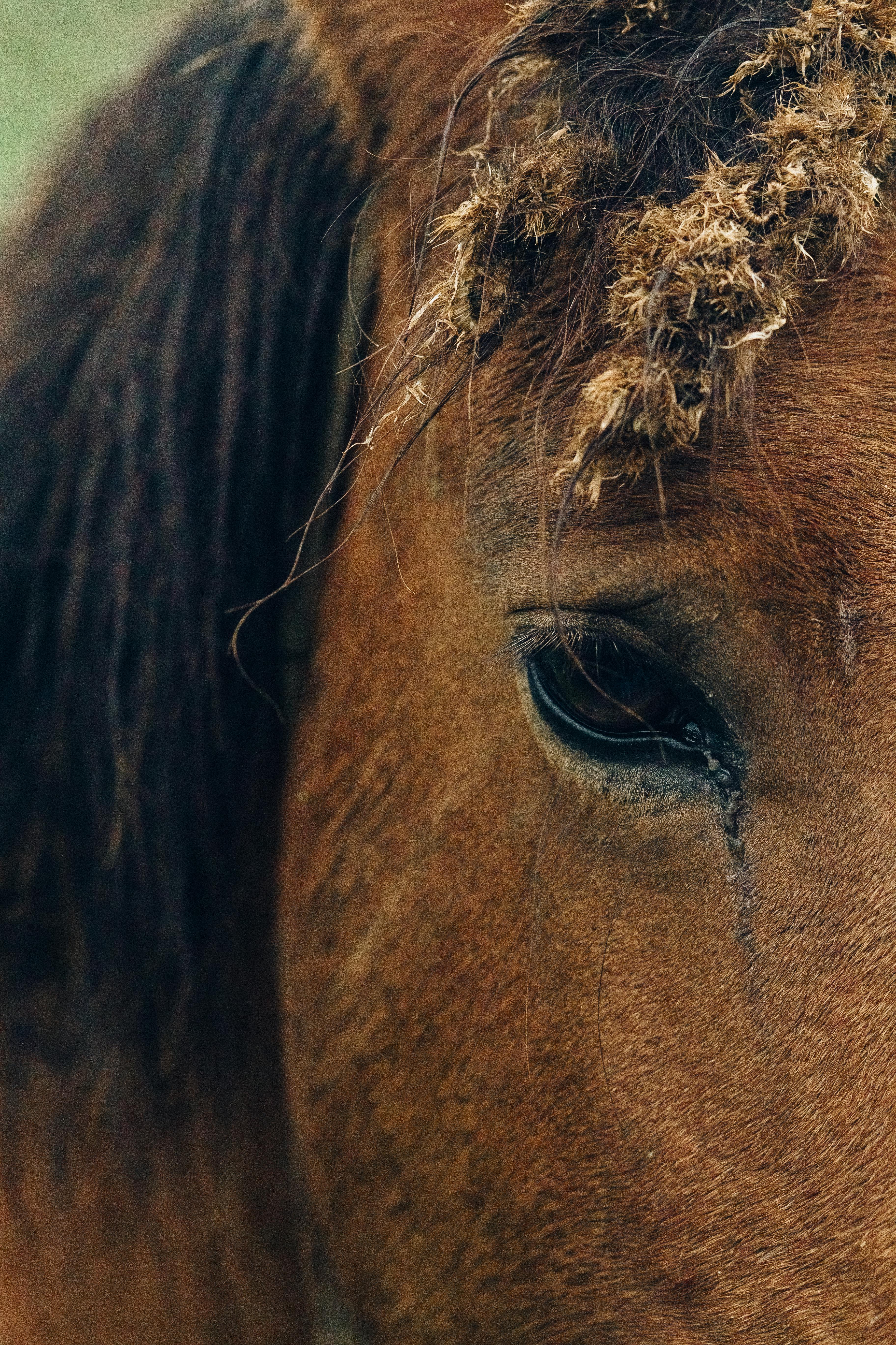 brown horse with black hair