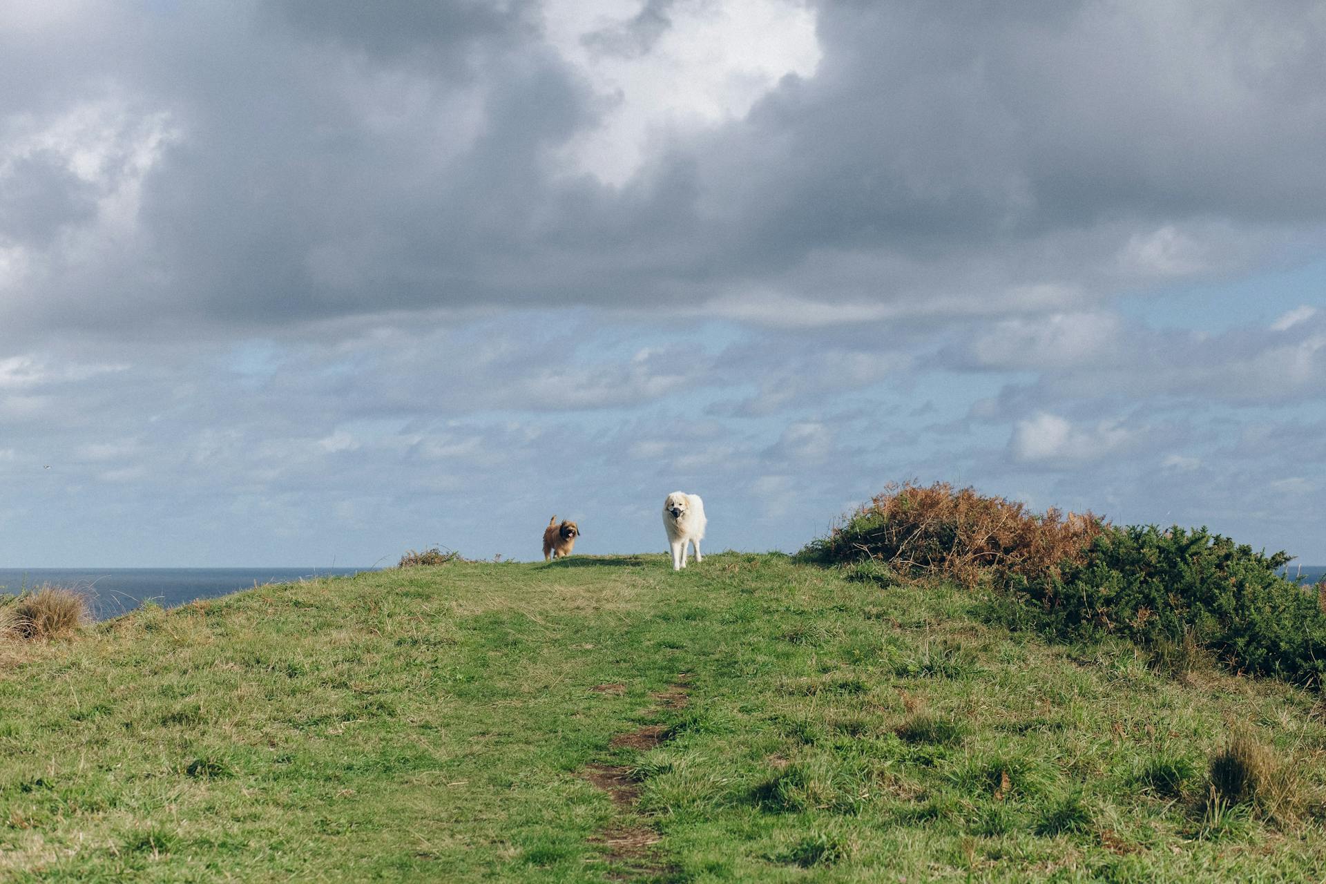 Two Dogs on the Grass