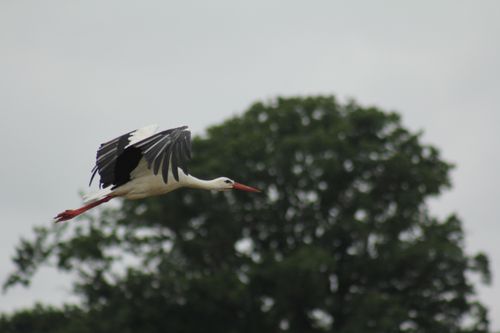 Free stock photo of bird, stork Stock Photo