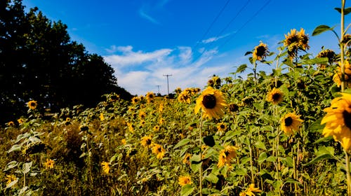 Free stock photo of landscape, sunflowers Stock Photo