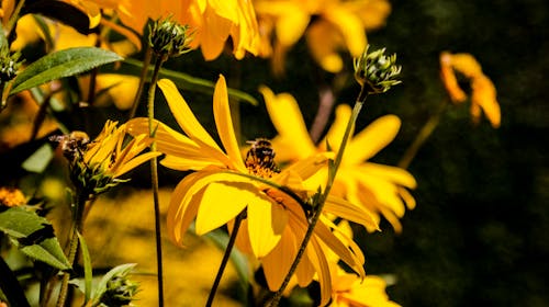 Free stock photo of bee, flower Stock Photo