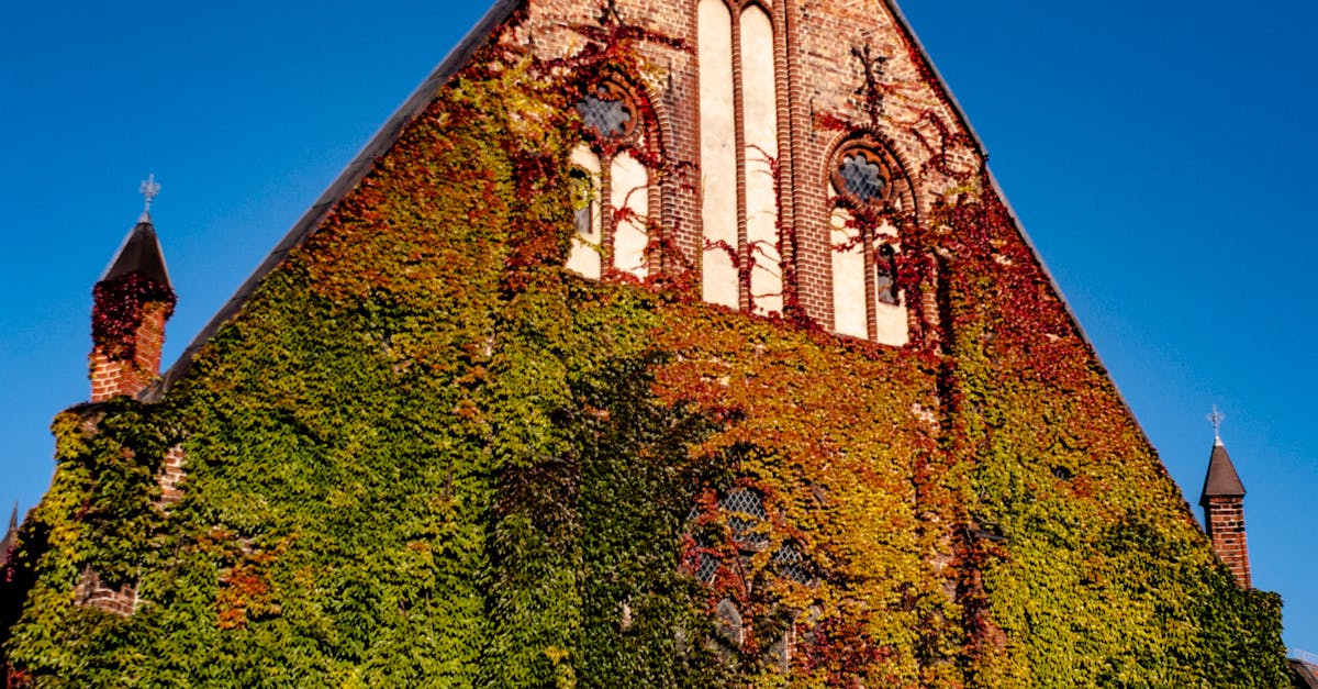 Free stock photo of church, ivy, old