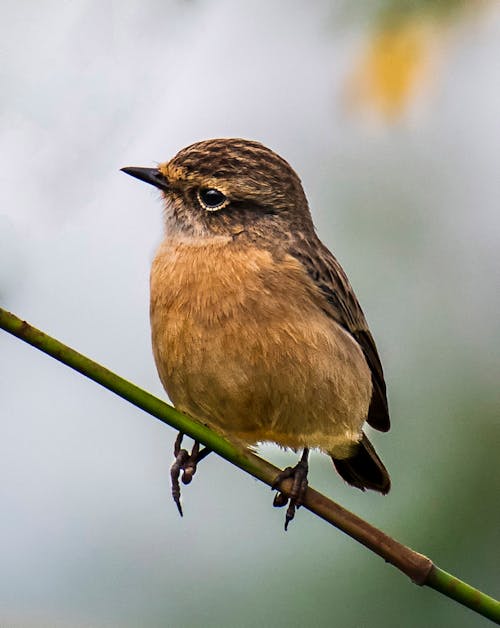 Free Brown stonechat sitting on thin branch of plant in nature against blurred environment Stock Photo