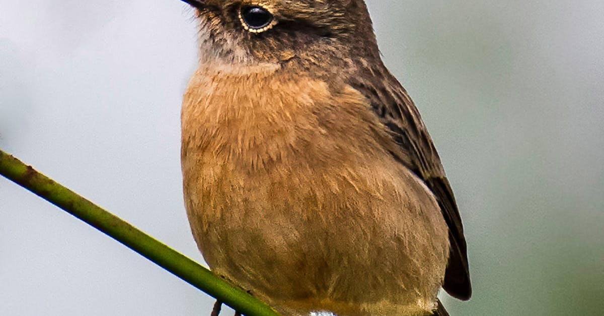 Where to watch 90 day fiancé single life in Australia