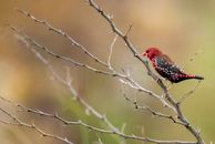 Side view of red avadavat bird perching on tree branch with thin sharp prickles