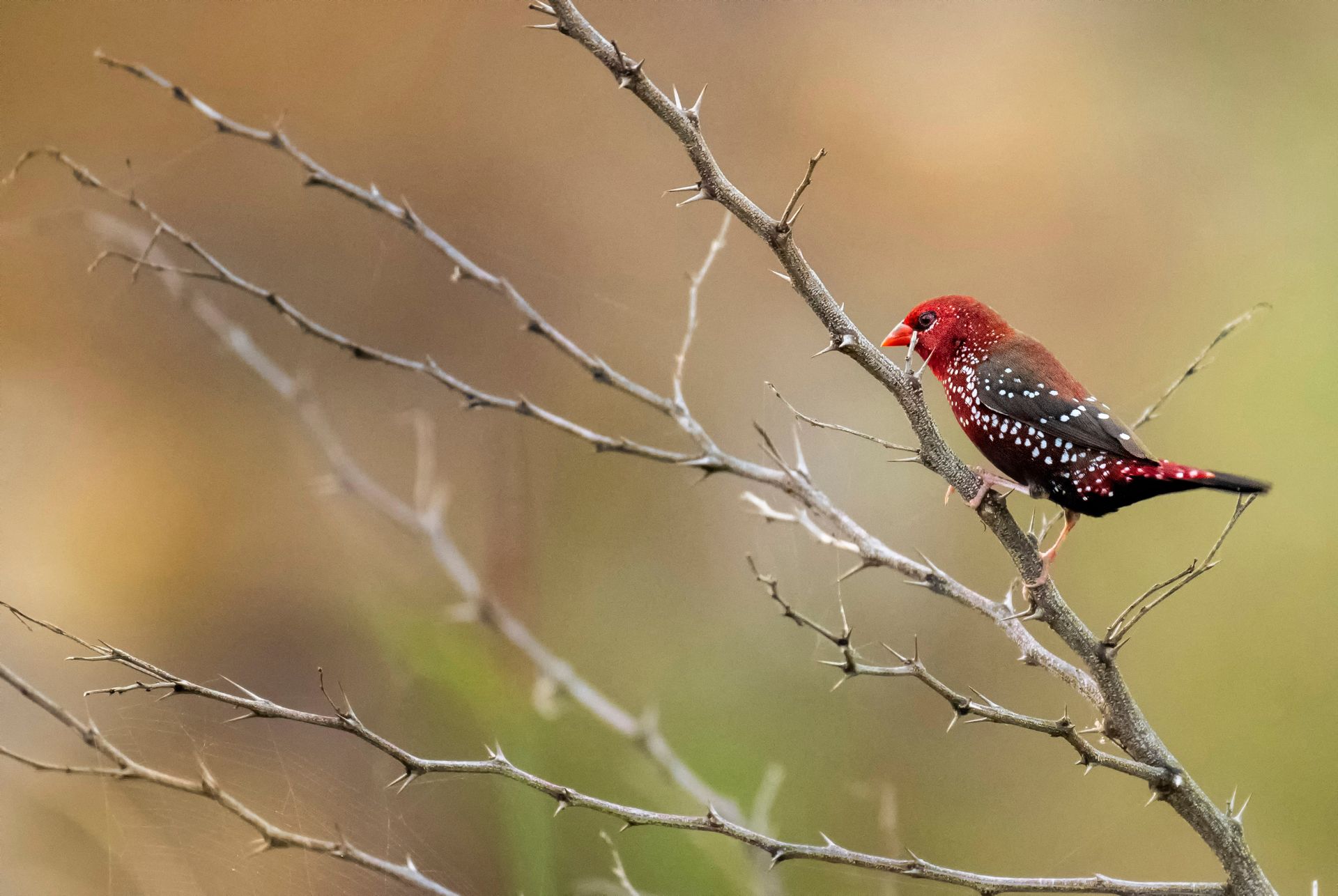 Side view of red avadavat bird perching on tree branch with thin sharp prickles