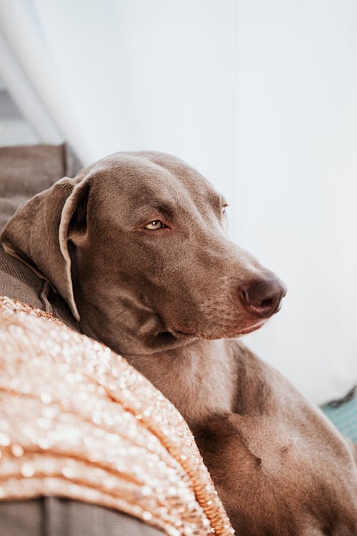 Δωρεάν στοκ φωτογραφιών με weimaraner, αξιολάτρευτος, γκρο πλαν