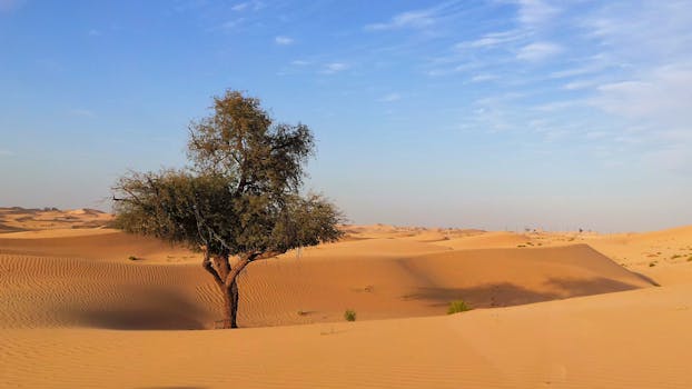 A solitary tree stands amidst the vast sandy dunes of the Abu Dhabi desert under a clear blue sky.