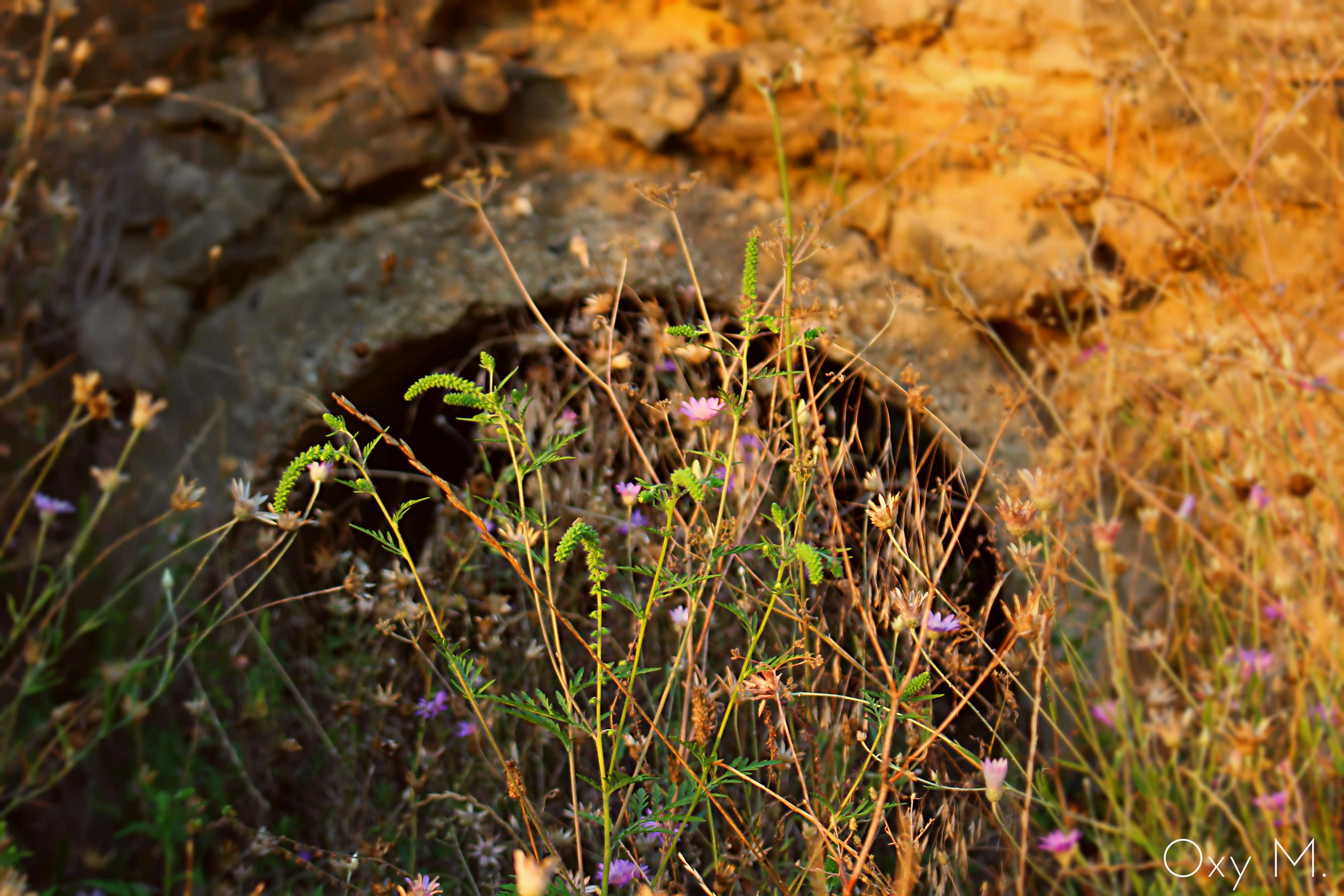 Free stock photo of nature wallpaper