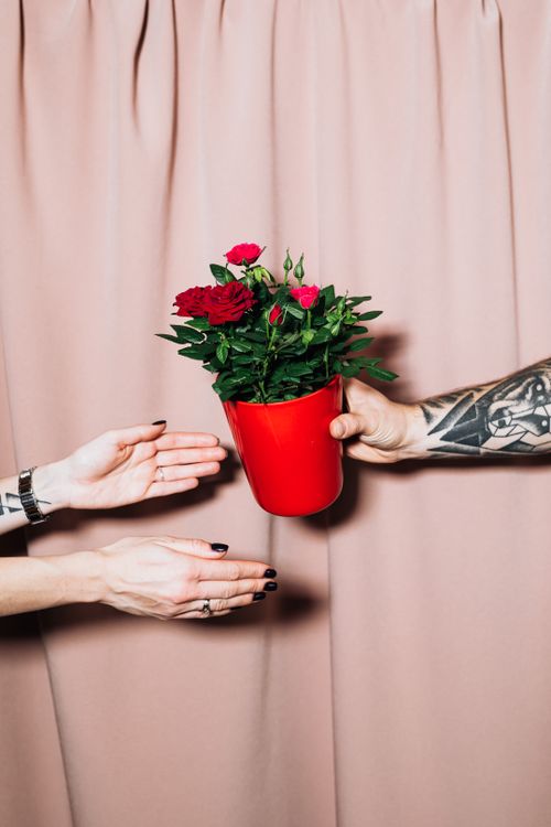 Free Close-up of hands exchanging a red pot with blooming flowers, pink background. Stock Photo