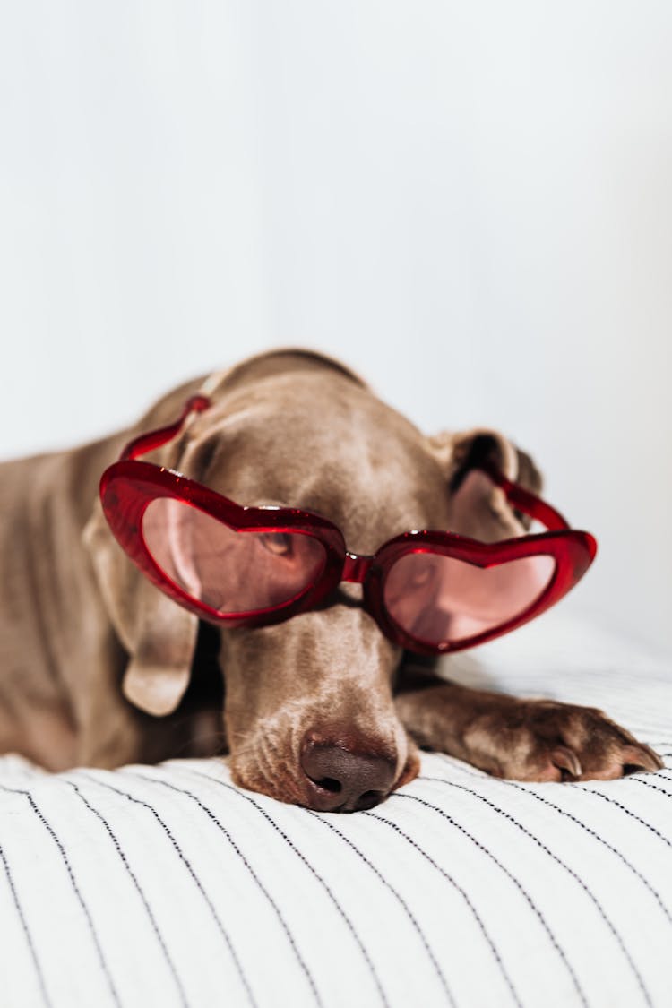 Cute Dog In Heart Sunglasses