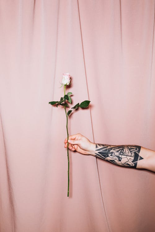 Free Man With Tattooed Arm Holding a Pink Rose Stock Photo