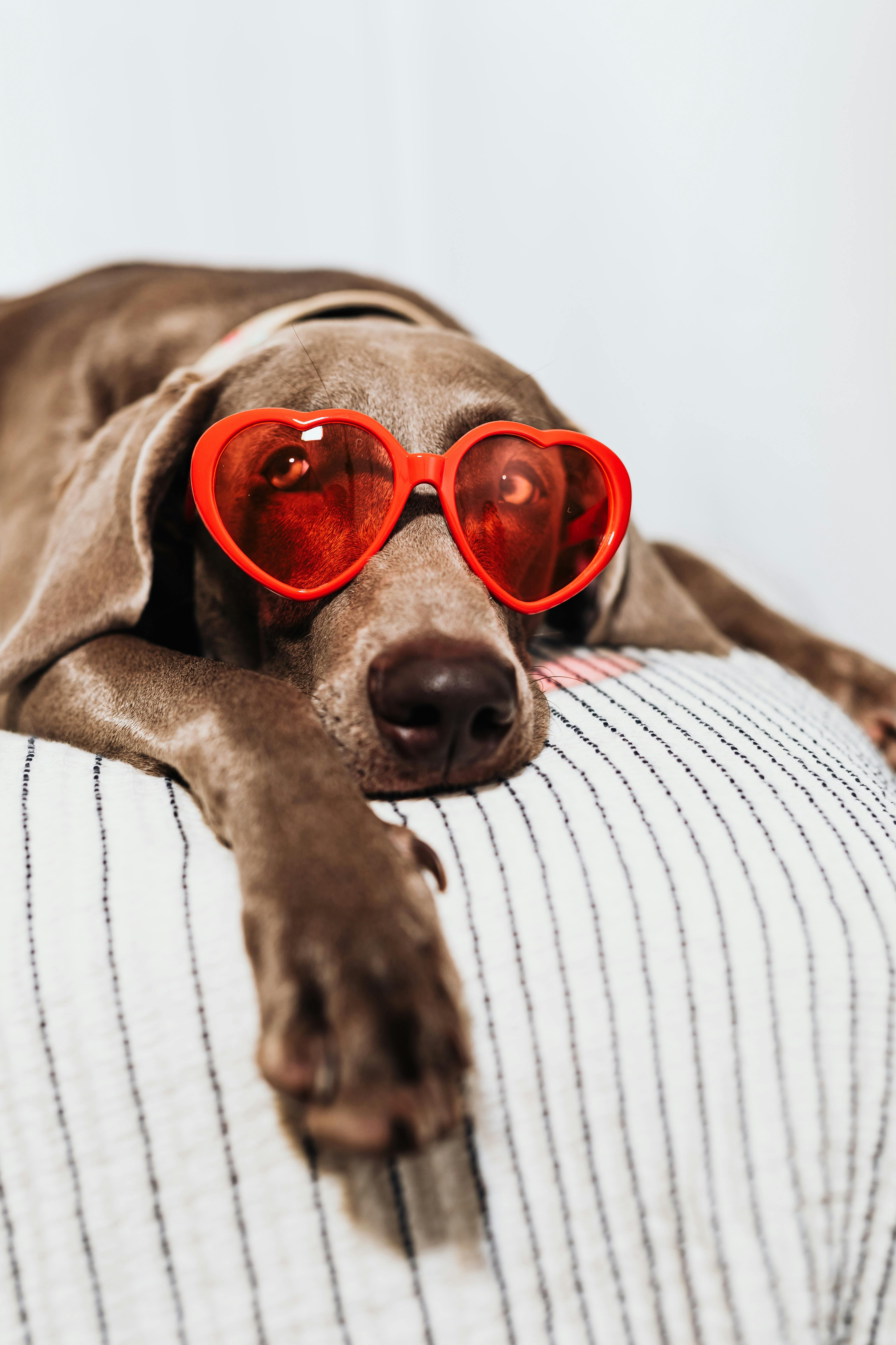 a dog wearing red eyeglasses