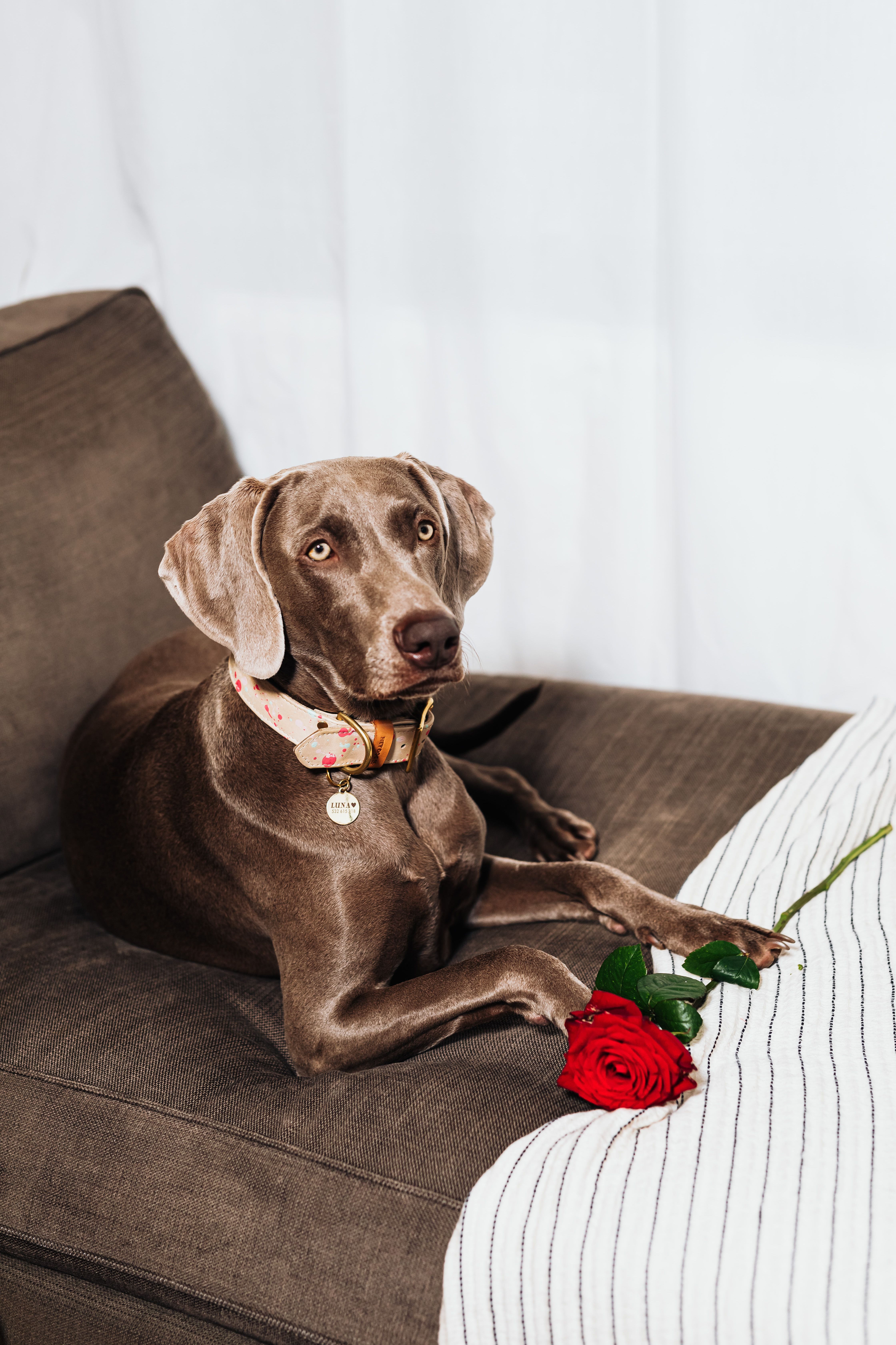 Dog Valentine Photos, Download The BEST Free Dog Valentine Stock Photos ...