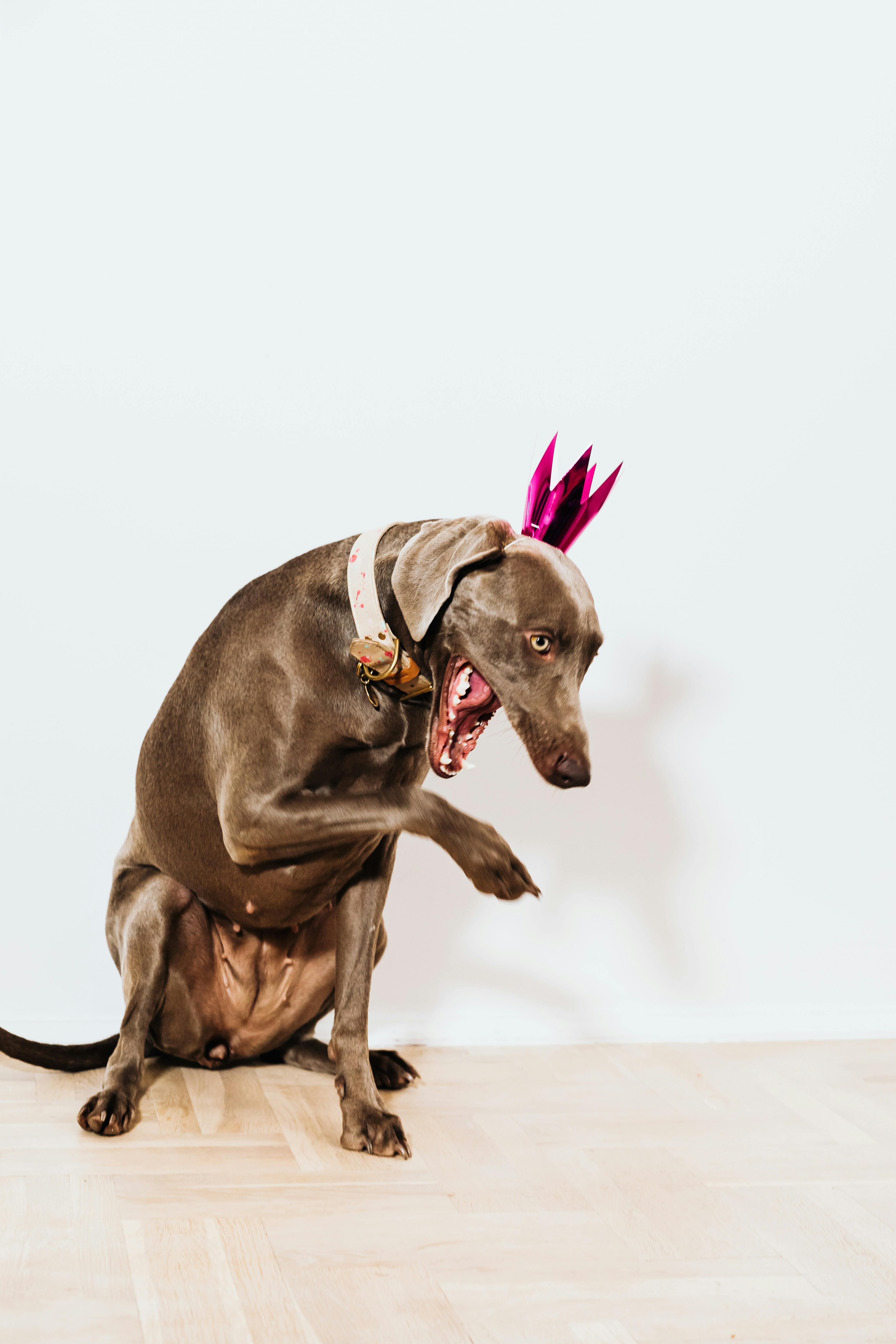 室内，一只戴着粉色王冠的棕色狗表情顽皮地坐着，样子十分滑稽