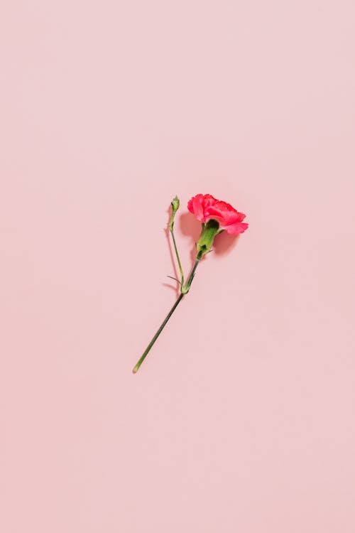 Free Pink Flower Against Pink Background Stock Photo