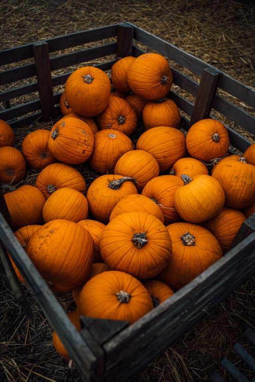 Free A collection of vibrant orange pumpkins in a wooden crate on a farm in fall. Stock Photo