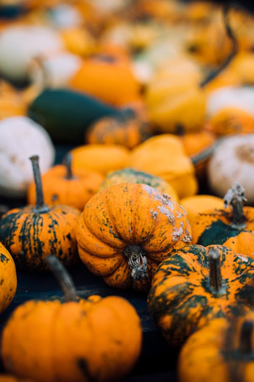 Free Close-up Shot of a Pumpkins Stock Photo