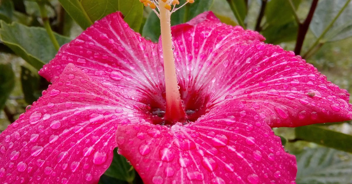 Free stock photo of bell flower, flower, Hibiscus