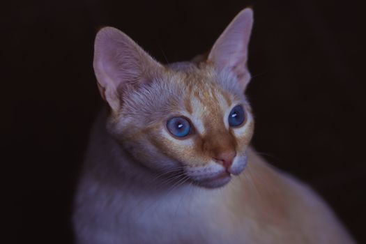 High angle of attentive Abyssinian cat with soft fur sitting against black background