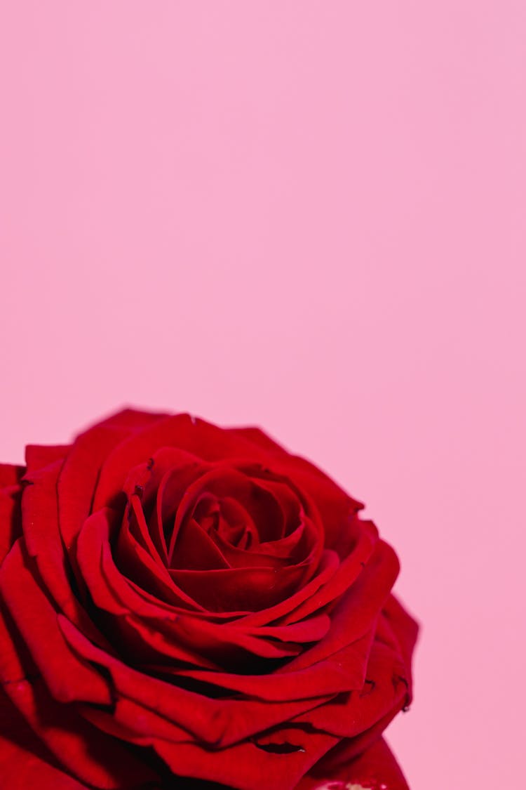 Red Rose On Pink Background