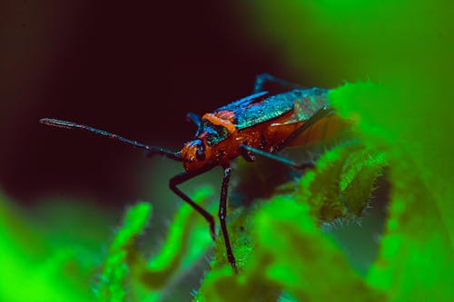 Δωρεάν στοκ φωτογραφιών με beetle, αγκάθι, άγρια φύση