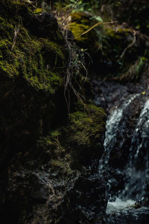 Green Moss on Rock