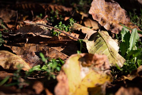 Tilt-shift Photography of Fallen Leaves