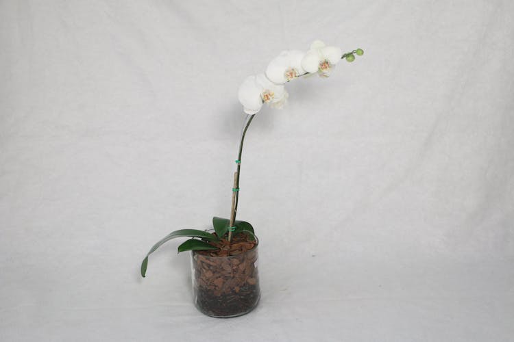 White Orchid In A Pot