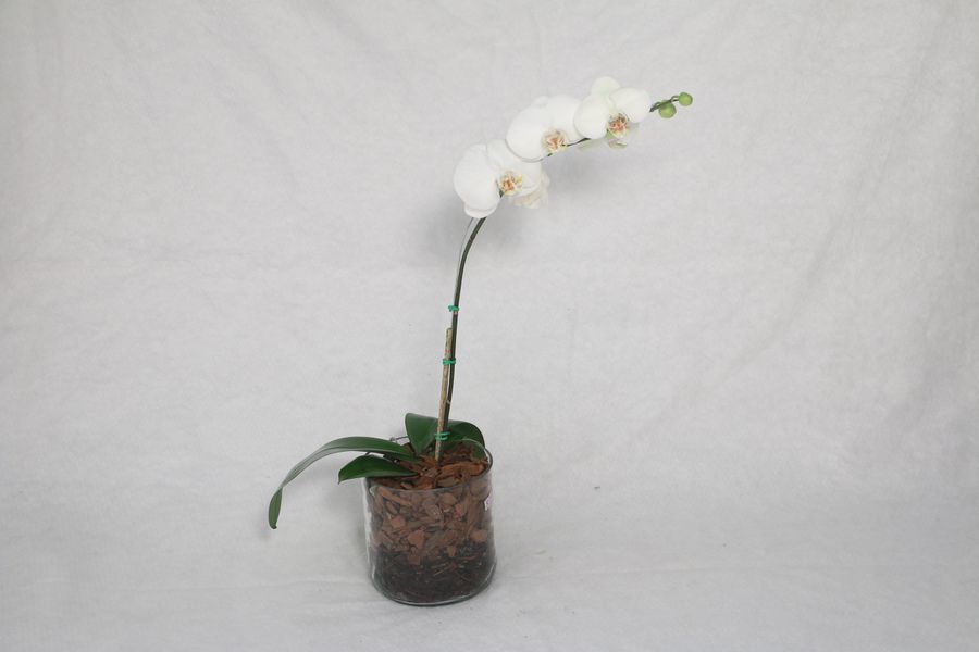 Orquídea blanca florida en maceta