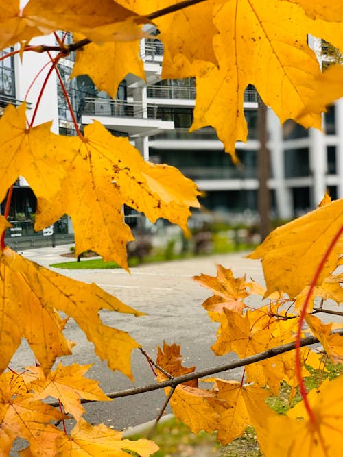 бесплатная Бесплатное стоковое фото с желтые листья, клен, листья Стоковое фото