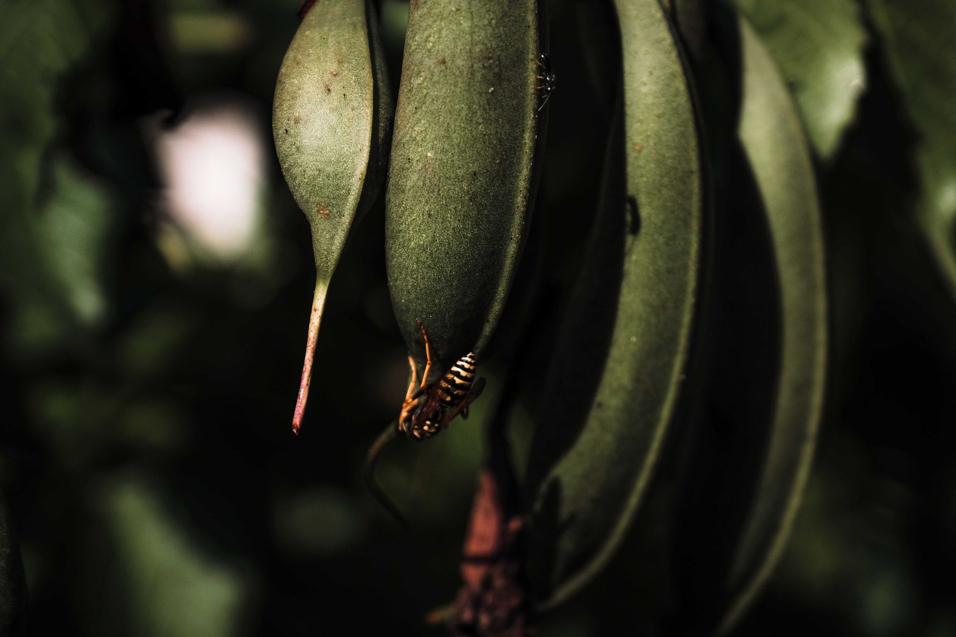 Insect sitting on green beans growing in plantation