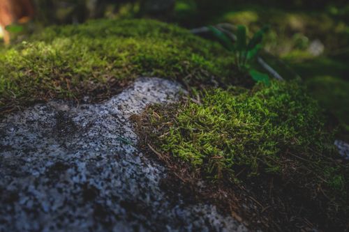 Free High angle closeup of green moss growing on stone boulder in green forest in sunlight Stock Photo