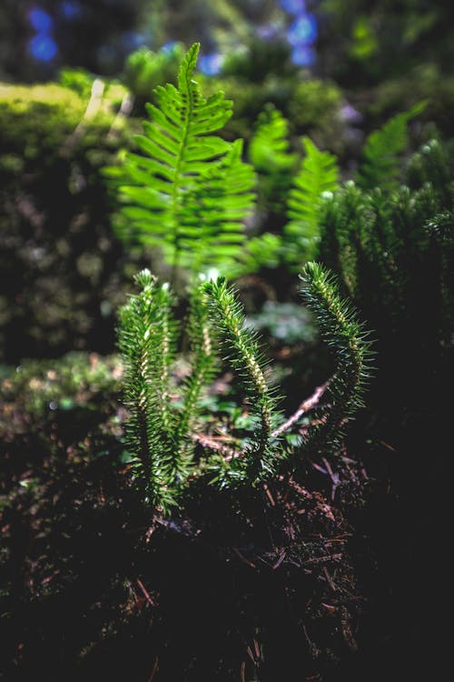Evergreen shining firmoss and fern plants growing on soil in lush forest on sunny day