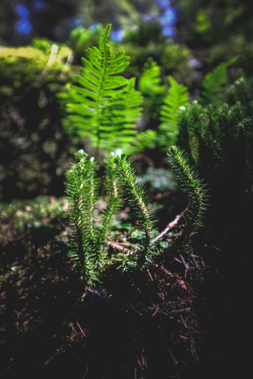 Free Evergreen shining firmoss and fern plants growing on soil in lush forest on sunny day Stock Photo