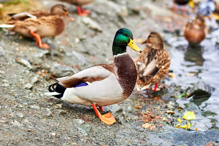 Ducks Walking Near Pond