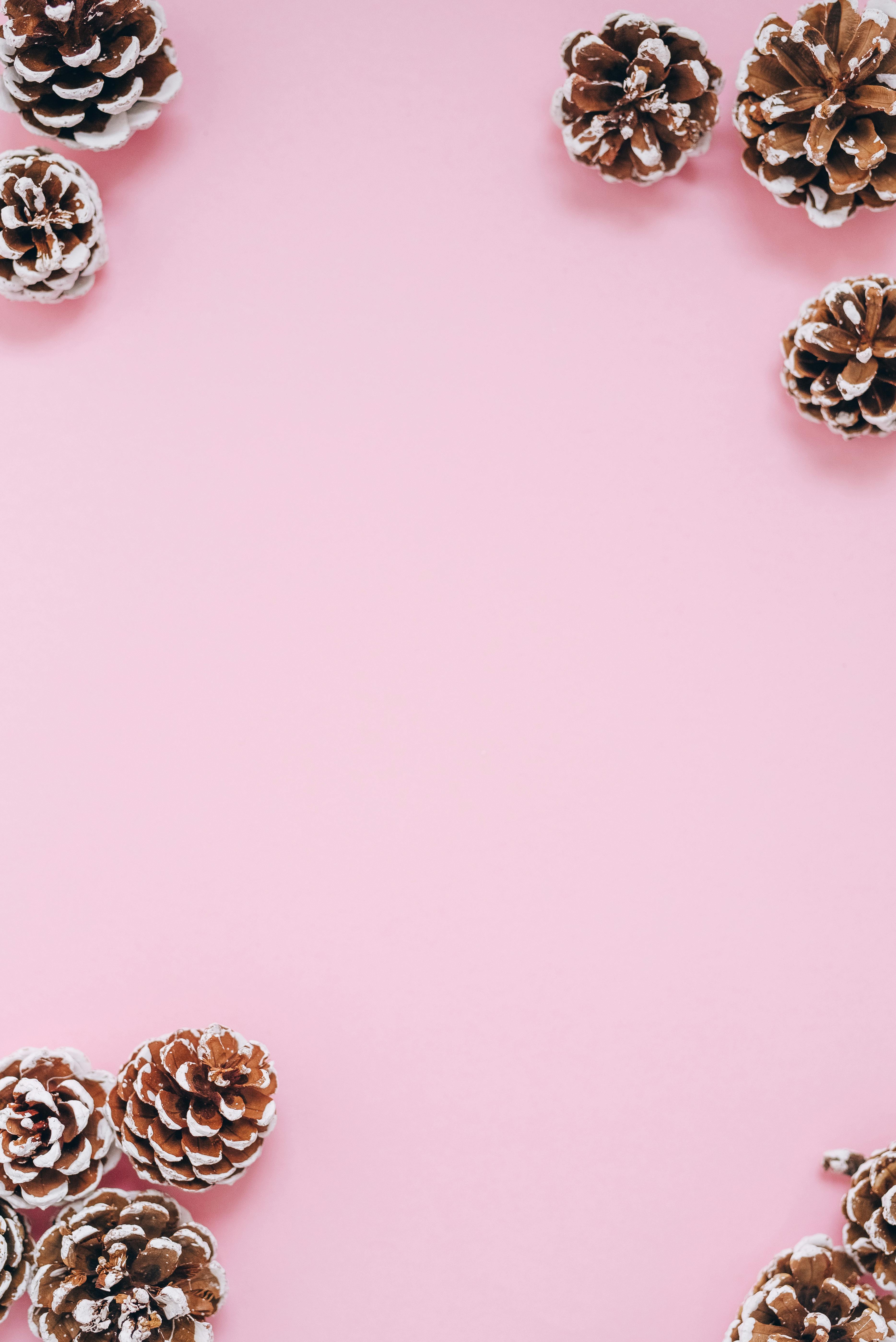 Free Decorative pine cones arranged on a pastel pink background, perfect for holiday themes. Stock Photo