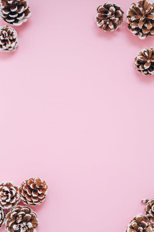 Flat Lay Photography of Pine Cones on Pink Surface