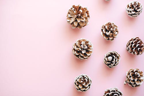 Flat Lay Photography of Pine Cones on Pink Surface