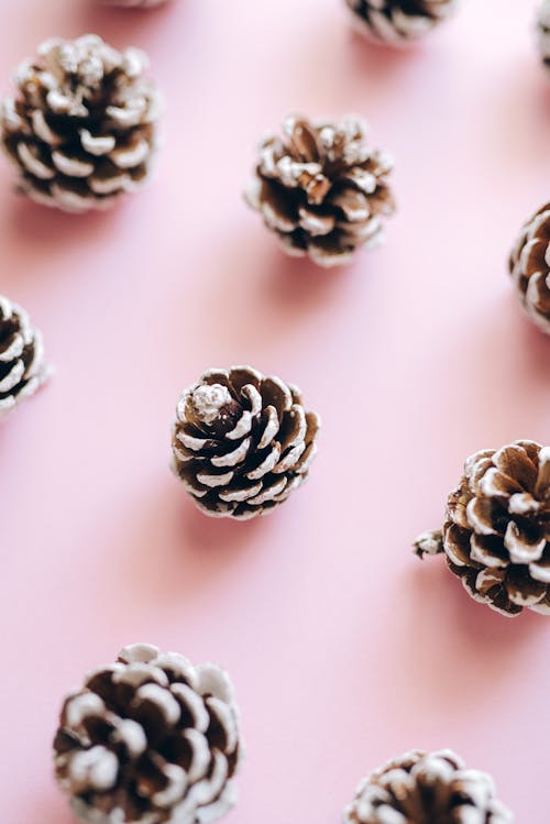 Close-Up Shot of Pine Cones on Pink Surface