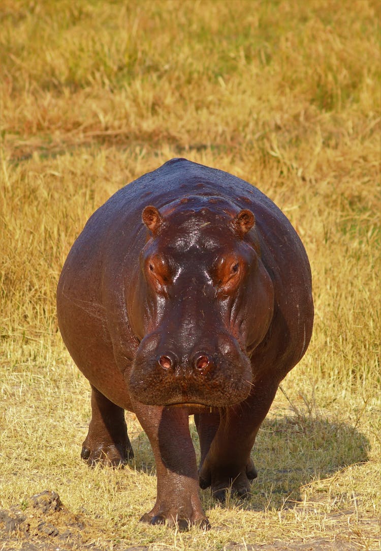 Portrait Of Hippo On Grass Field