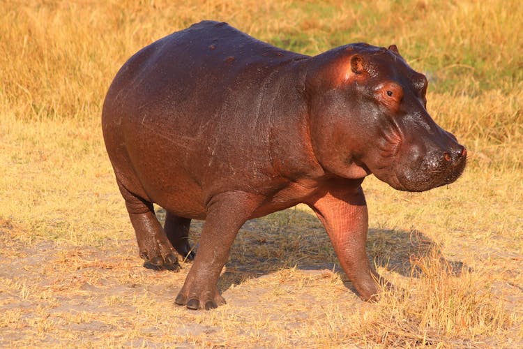 Hippo On Grass Field